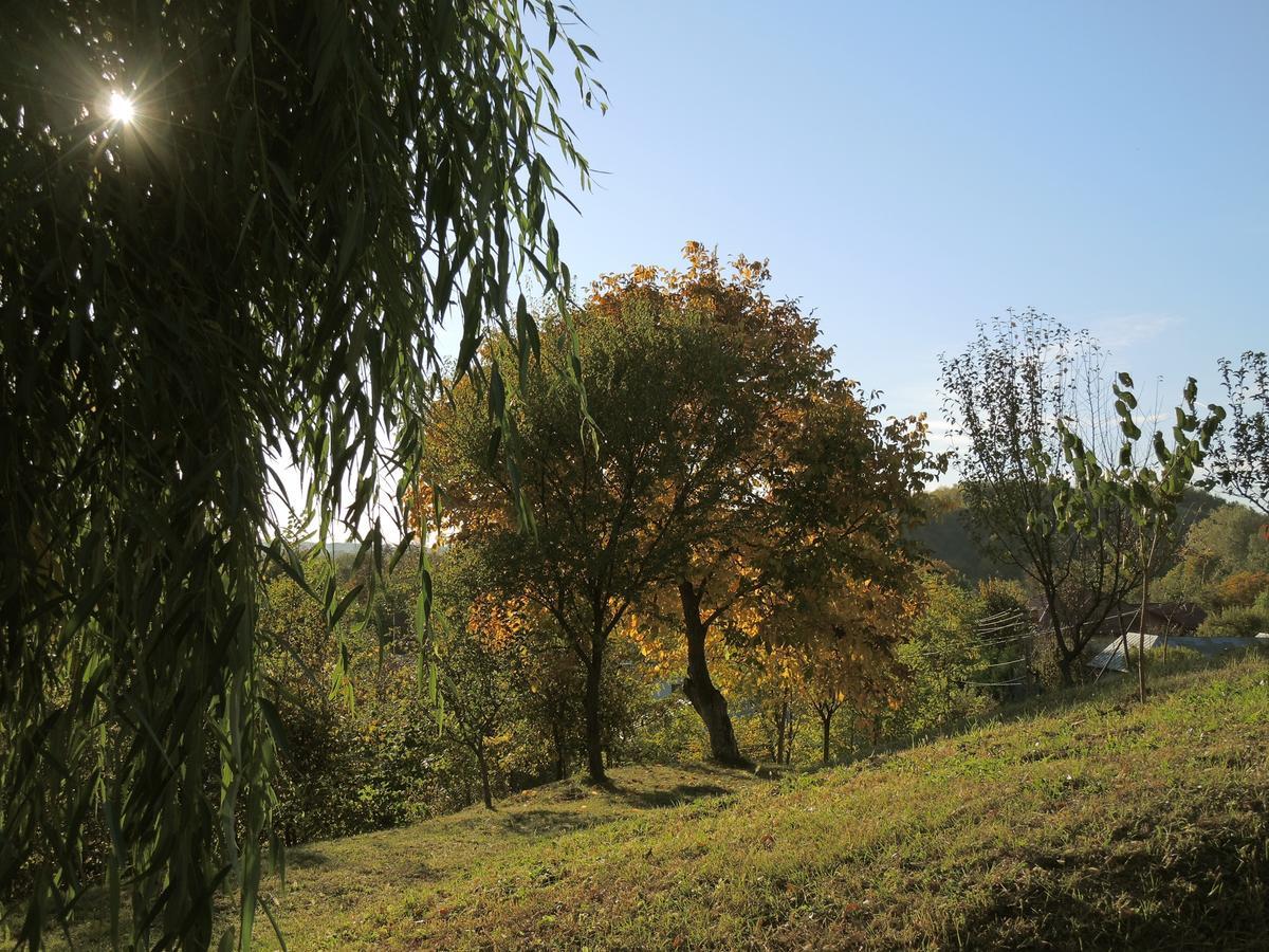 Guesthouse Vila Melisa Răsvadu de Sus エクステリア 写真